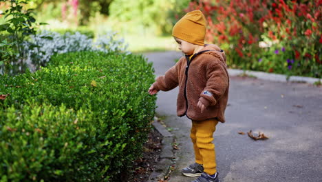 beautiful year and half boy wearing warm clothes stands outdoors. kid touches green bushes growing in the park.