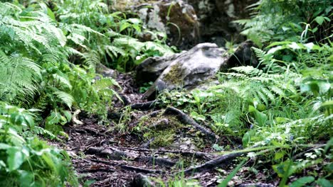 forest trail with rocks and ferns