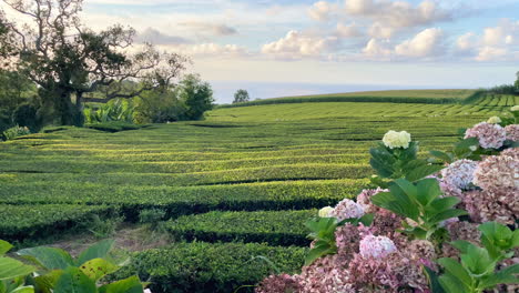 beautiful scenery of colorful flowers in front of tea plantation in the azores