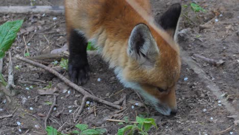 cute red fox cub stands in the grass and looks at the camera