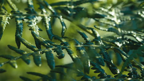 las hojas de las plantas de helecho se mueven en el viento