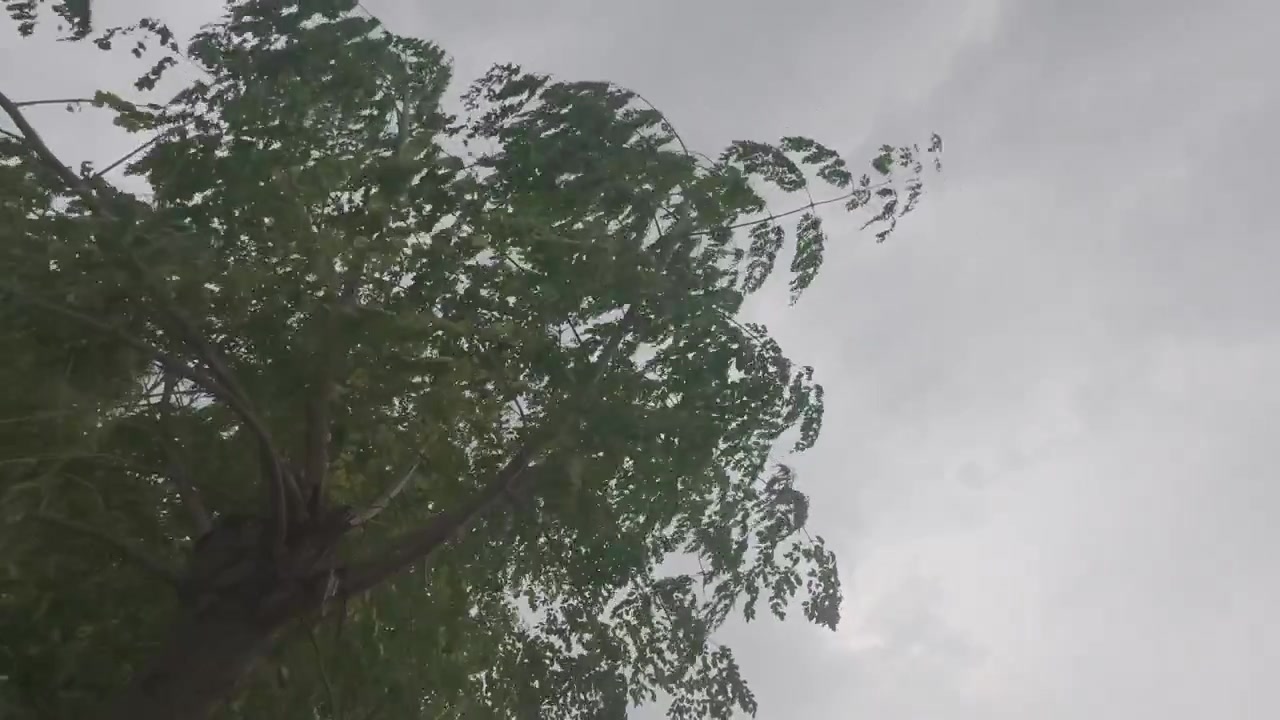 Tree leaves rustling in strong wind during storm near Rupsha river
