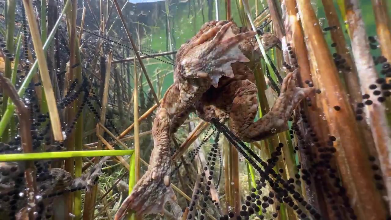 Æggesnore af almindelige tudser (Bufo bufo) under ynglesæsonen.