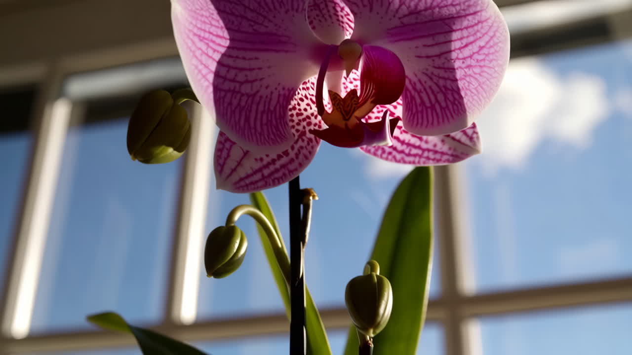 Close-up of a Pink Orchid by a Window