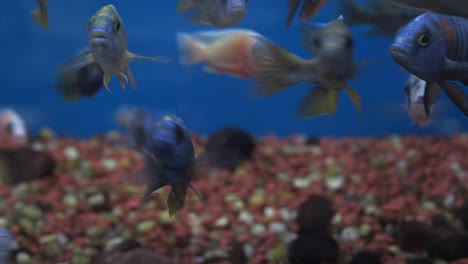 colorful cichlids in an aquarium