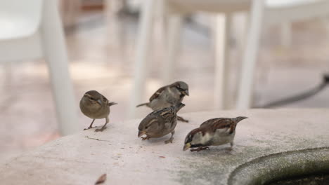 scared sparrow birds eating bread crumbs on park bench in a winter day