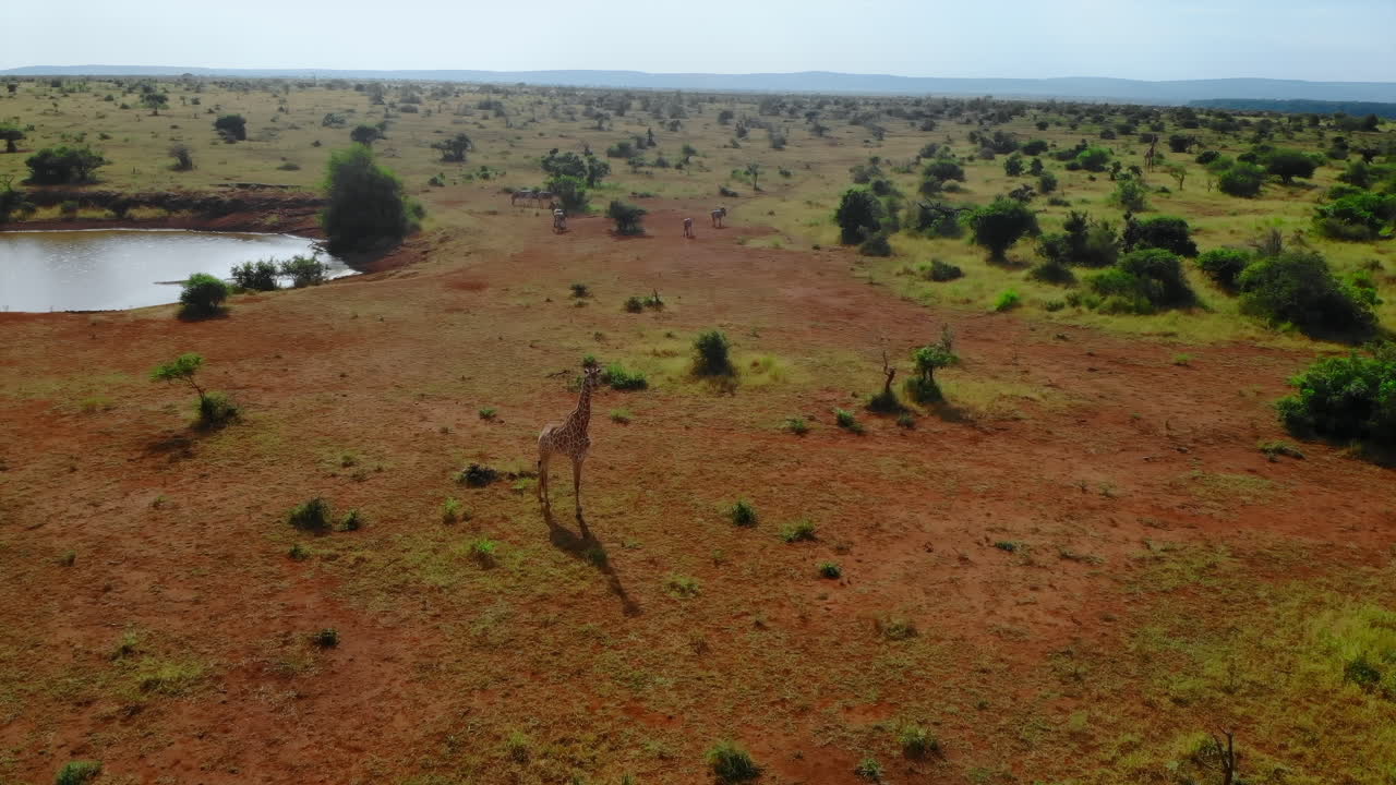Savannelandskab med giraffer og zebraer