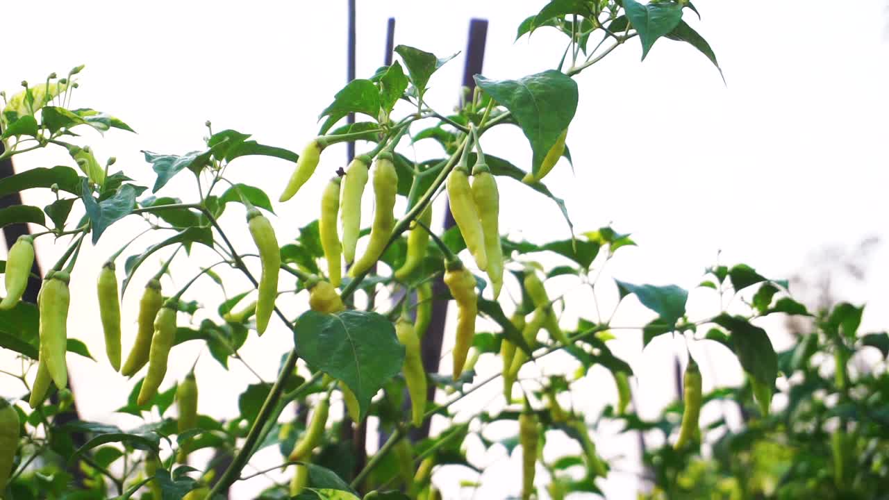 밝은 하늘을 배경으로 수확할 준비가 된 농장에 있는 칠리 식물의 클로즈업 샷