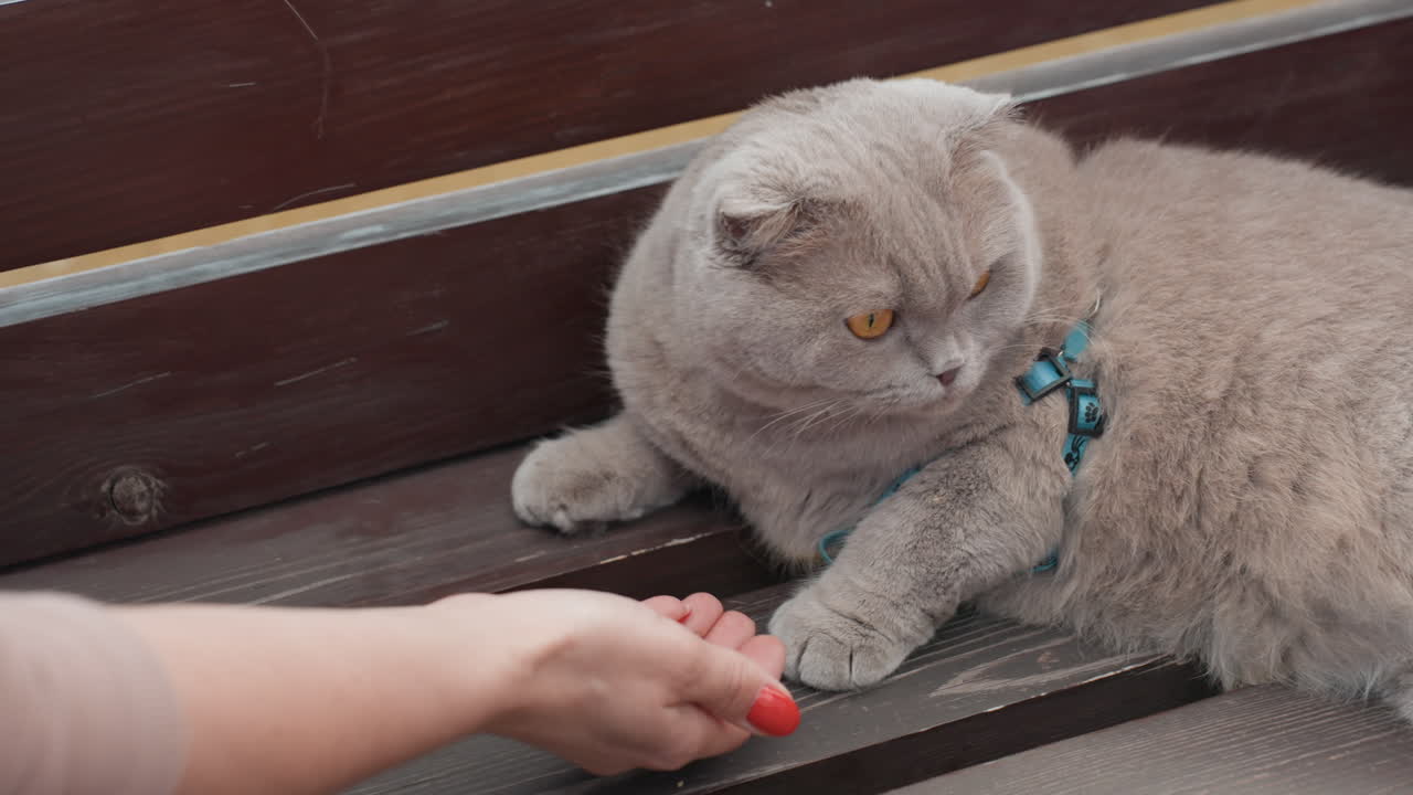 Memberi Makan Kucing dengan Tenang, Bangku Urban dengan Kucing yang Tenang, Sinar Matahari Pagi Menerangi Kucing yang Rileks Menerima Hadiah, Pemandangan Pagi yang Damai dengan Kucing Berbulu Lembut yang Diberi Makan di Bangku Taman Urban