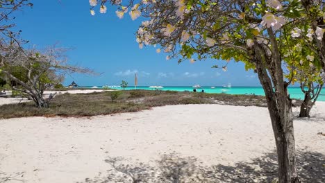 white tropical flowers tree, bloom branchs on sand beach, sea background, los roques