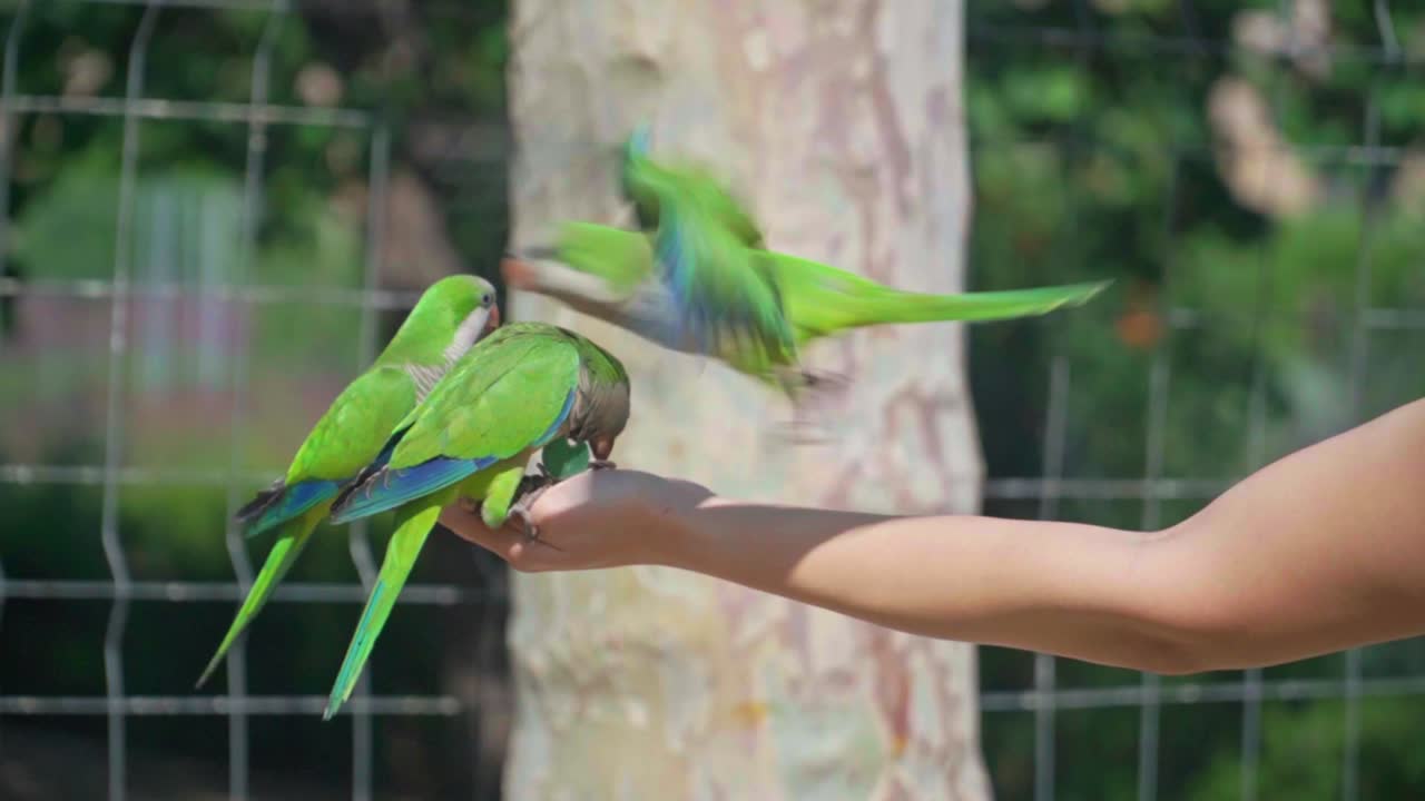 video impresionante de loros comiendo semillas de la mano de una chica caucásica