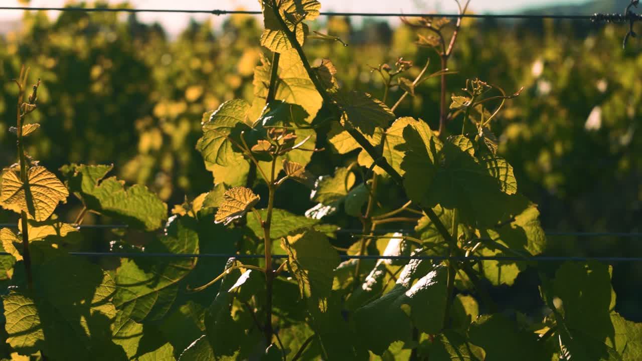 뉴질랜드 와이파라에서 낮 동안 포도원에서 포도나무 무리의 궤도를 도는 샷