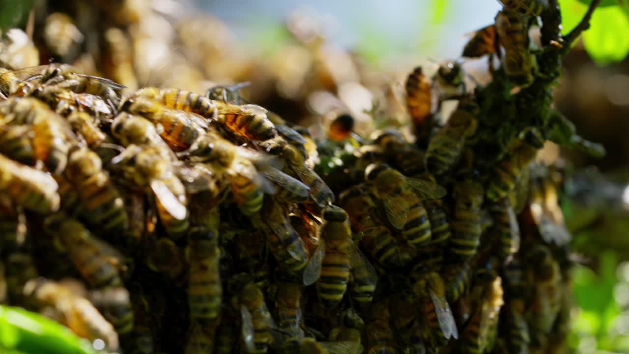 enjambre de abejas melíferas y cubriendo el panal en el árbol de manzana, tiro macro, concepto de vida silvestre