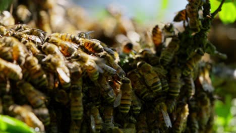 Honey-bee-swarm-and-covering-the-honeycomb-on-the-apple-tree,-macro-shot,-Wildlife-concept