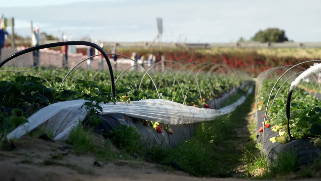 ⁇ 은 날에 딸기 농장 4k