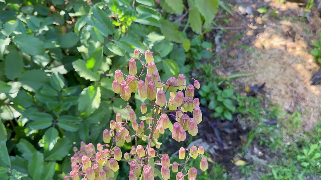 tracking shot of Kalanchoe pinnata, commonly known as cathedral bells is a succulent plant native to Madagascar.