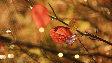 Autumn-rain-close-up