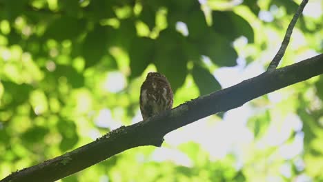 collared pygmy owl, taenioptynx brodiei, thailand