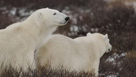 in a remote arctic landscape, two polar bears are seen engaging with each other amid a backdrop of snowy tundra and sparse vegetation in the autumn months.