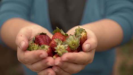 a woman holding ripe, freshly cut strawberries in her hand, ready for consumption