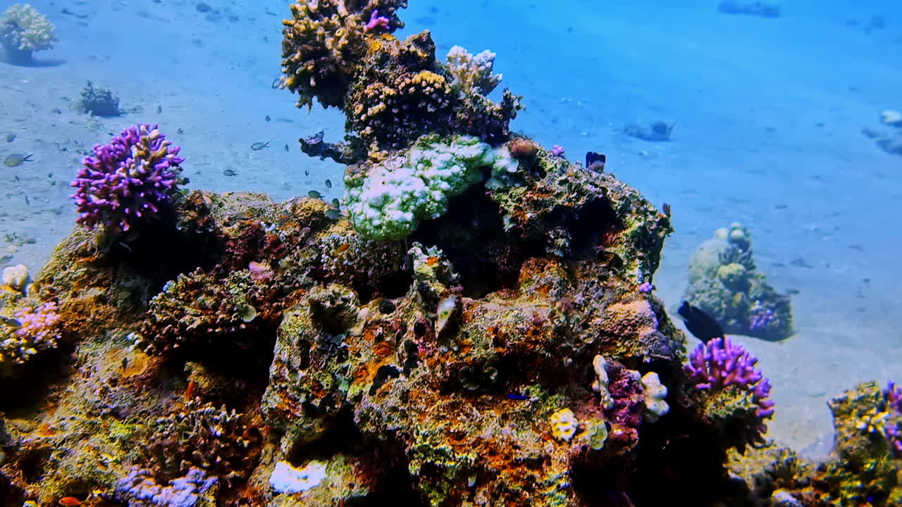 Crystal-clear underwater footage capturing colors of coral reefs