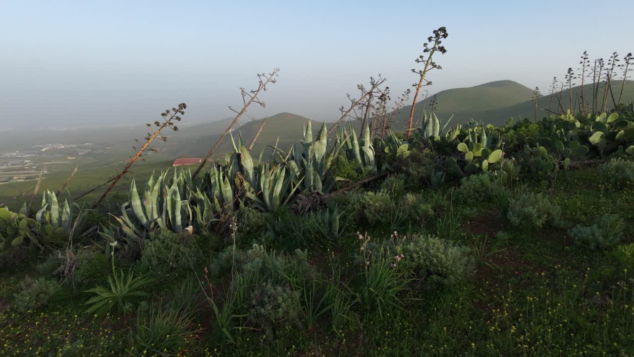 Colline verdi e nebbiose e flora endemica in fiore in una mattina nebbiosa nelle Isole Canarie