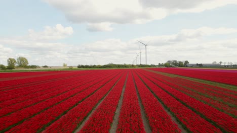 volando hacia adelante en un campo de tulipanes rojos con una fila de turbinas eólicas en el fondo