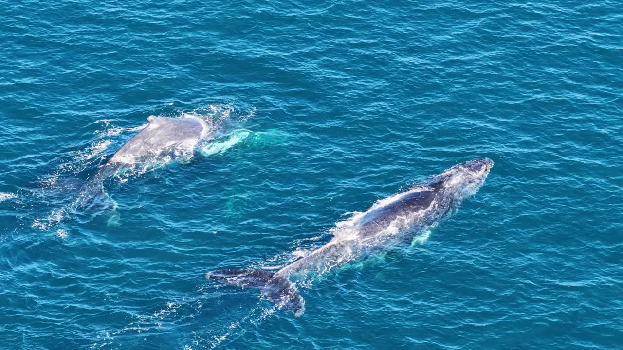 Two humpback whales, likely a mother and calf, swim closely together in clear blue ocean waters off the Gold Coast, captured in bright daylight from above