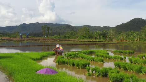 Retrato-De-Un-Agricultor-Cosechando-Plántulas-De-Arroz-En-La-Provincia-De-Leyte-Del-Sur,-Filipinas