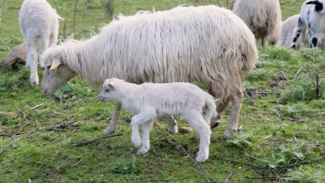 slow motion shot of mother sheep walking with her newborn lamb outside in sardinia, italy