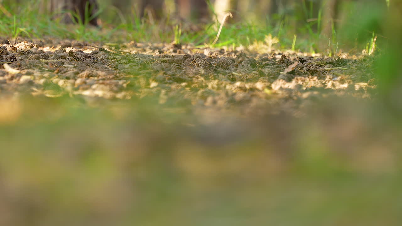 가을에 떨어진 잎으로 인 길의 지상 스라이드 시각