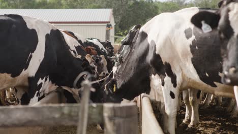 hungry black and white cows eat from a trough