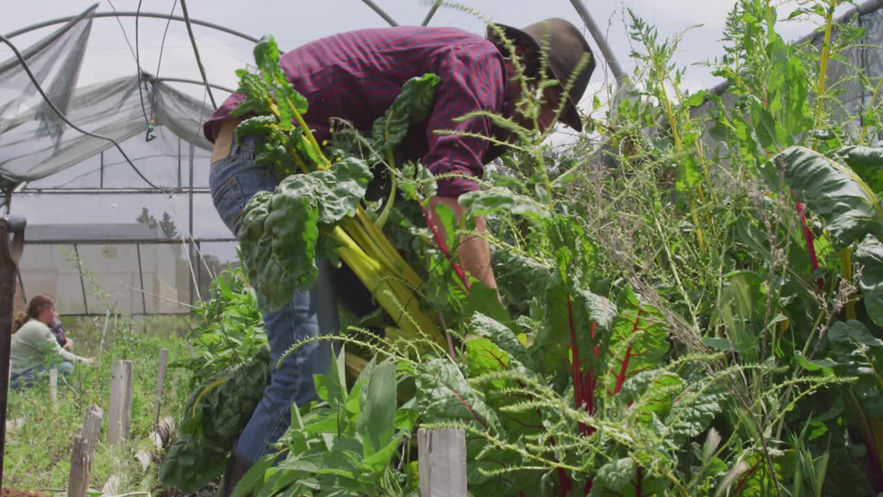 Man bending over raised bed and gripping plant base triggers harvesting leafy greens in greenhouse