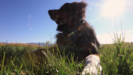 australian shepherd black tri sitting in a field 4k