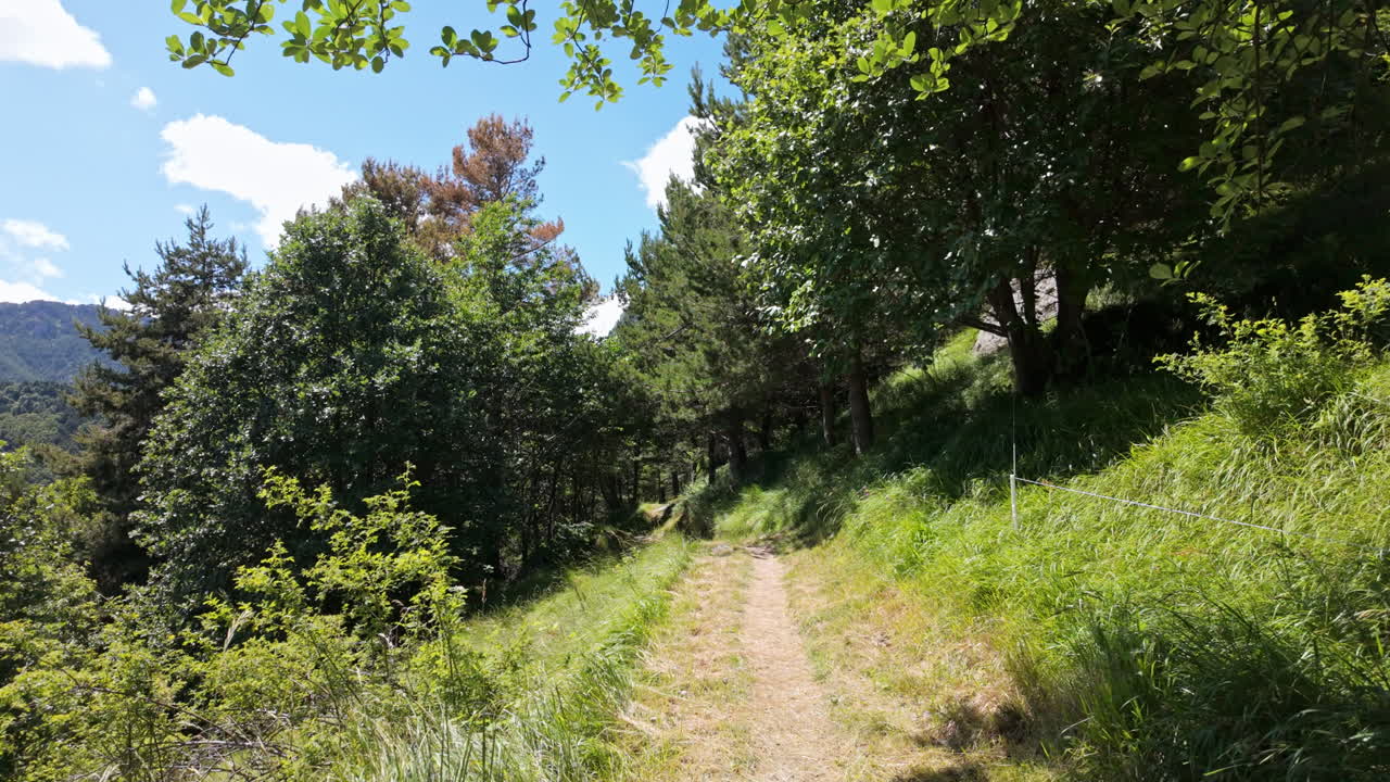 Serene forest path with lush greenery and bright sunlight on a summer's day
