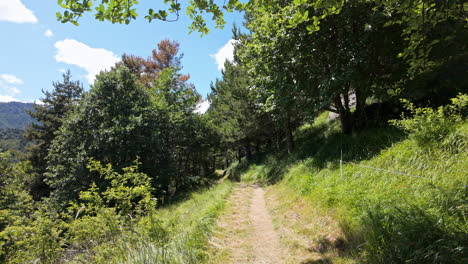 serene forest path with lush greenery and bright sunlight on a summer's day