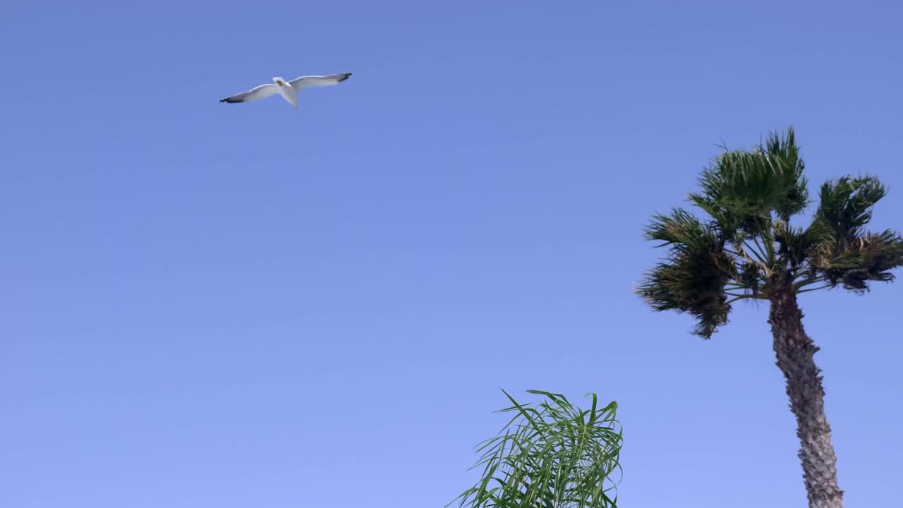 종려나무 에서 매달려 있는 종려나무 로 가득 찬 종려나무