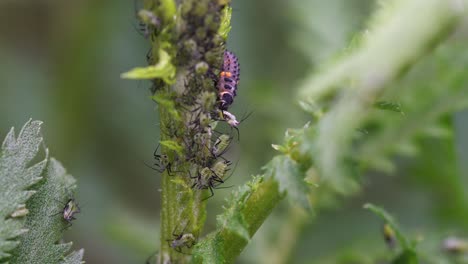 ladybug larva hunts aphid. macro