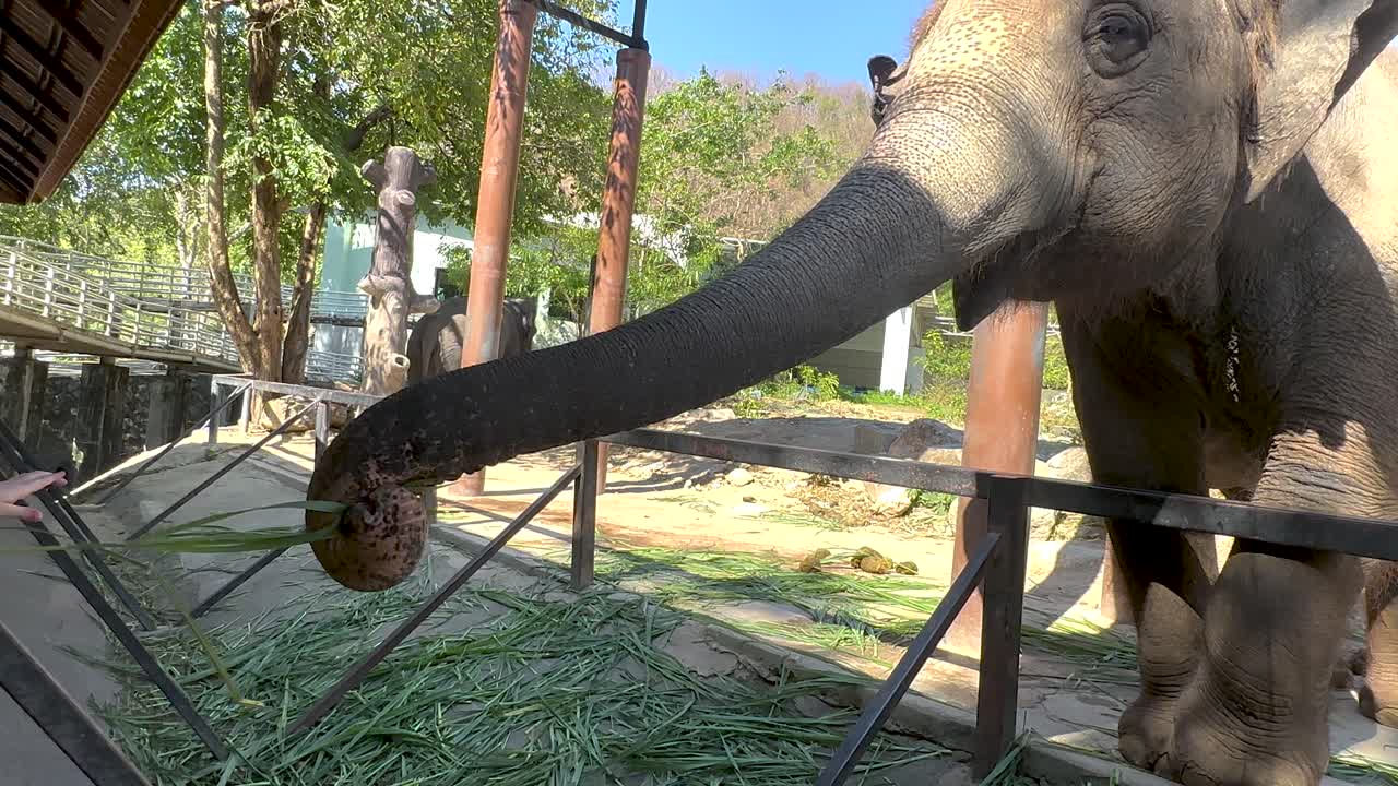 Elephant interacts with visitors at Chonburi zoo