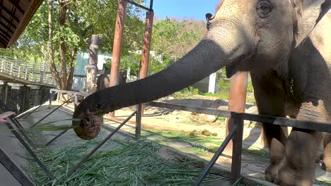 elephant interacts with visitors at chonburi zoo