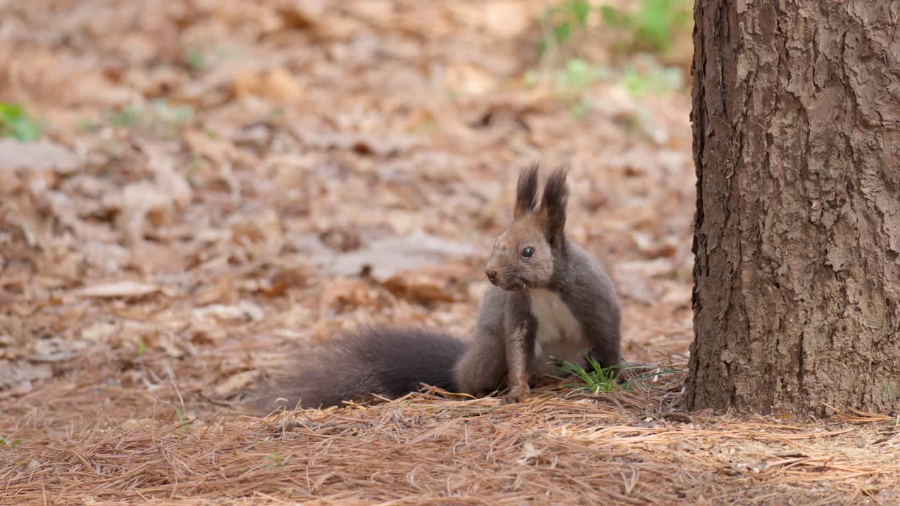 ardilla gris euroasiática sentada cerca del tronco de un árbol comiendo una nuez en un bosque otoñal de yanjae, corea del sur