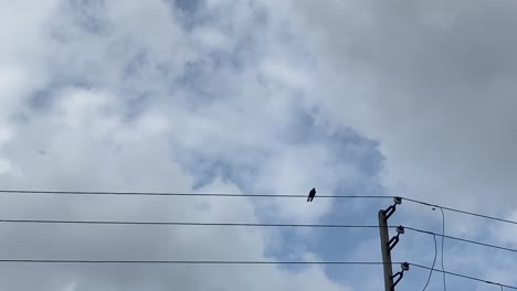 a lone bird perches on a power line before getting spooked by another flock of birds