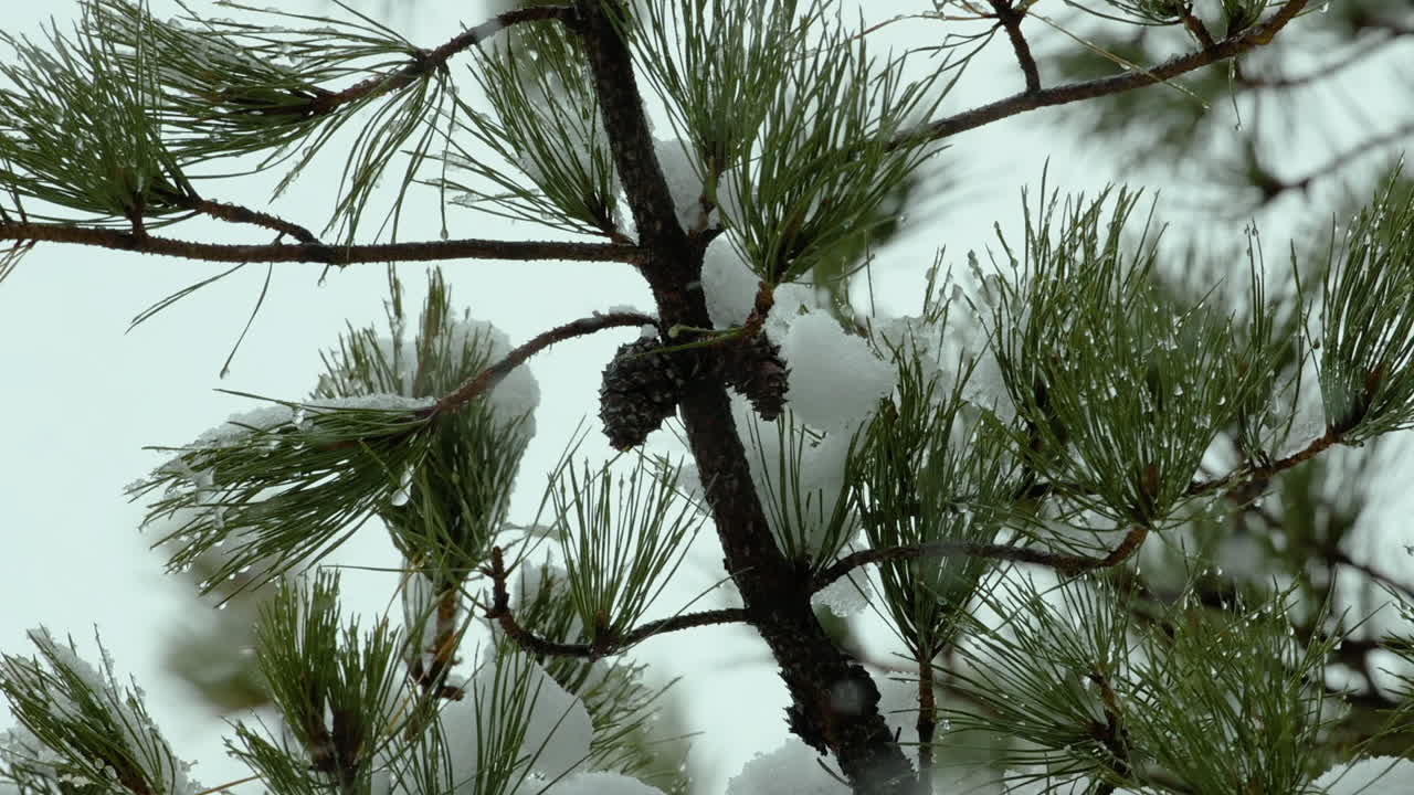 메인 주의 겨울날 해변가, 화이트 파인 상록수에 눈이 내립니다.