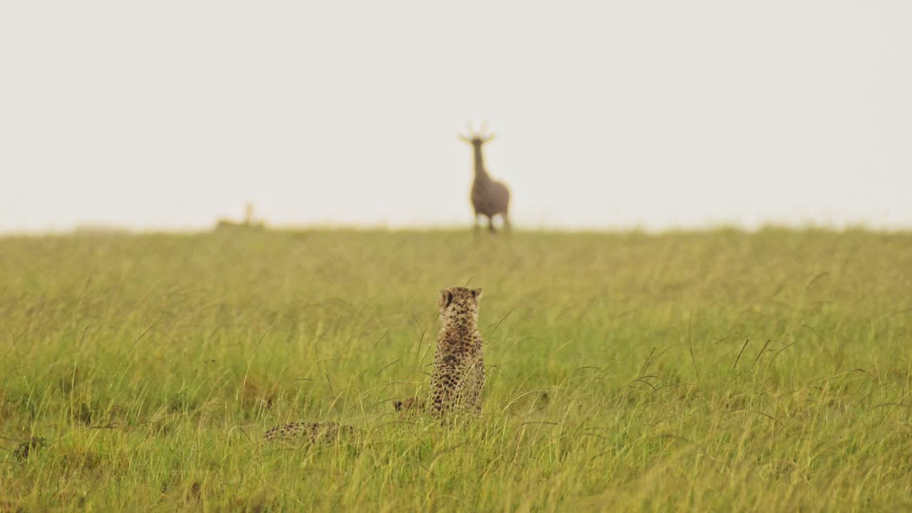 cámara lenta de un guepardo cazando topi bajo la lluvia en una caza, áfrica vida silvestre animales de safari en masai mara cuando llueve en la temporada de lluvias africana en masai mara, kenia, increíble comportamiento animal