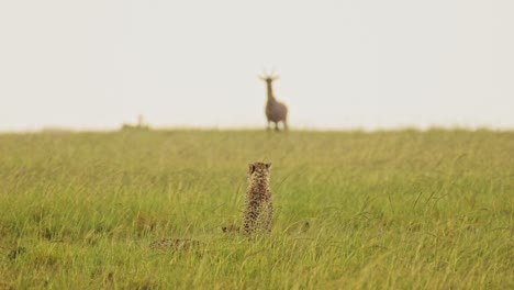 slow motion of cheetah hunting topi in the rain on a hunt, africa wildlife safari animals in masai mara when raining in african rainy season in maasai mara, kenya, amazing animal behaviour