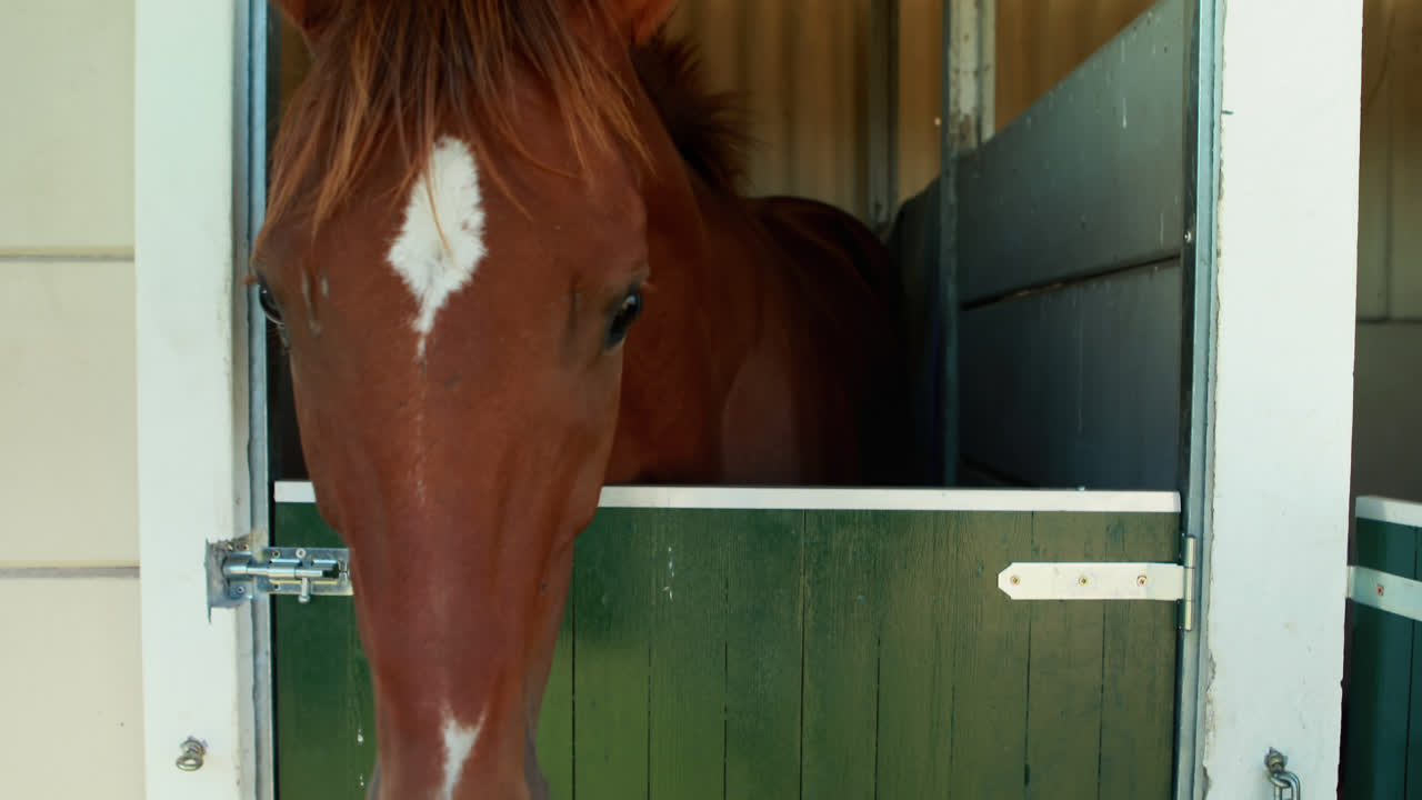 Horse grazing in stable 4k