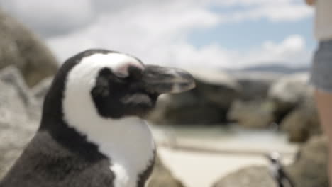 close up of penguin on beach in south africa