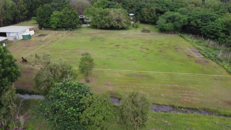 Dos-Caballos-Marrones-Trotando-Alrededor-Del-Límite-De-Un-Potrero-Verde