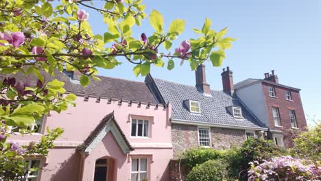 Springtime-Magnolia-tree-blossoms-outside-quaint-old-Norwich-houses