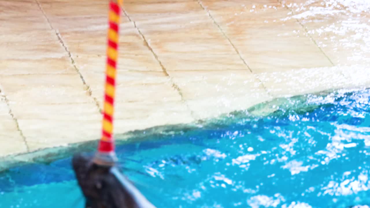 해사자는 훈련자의 지도하에 트릭을 수행합니다.